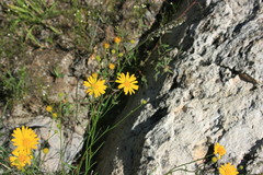 Gutierrezia wrightii