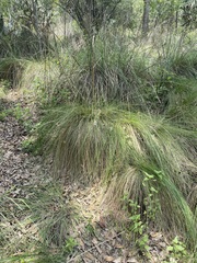 Muhlenbergia macroura