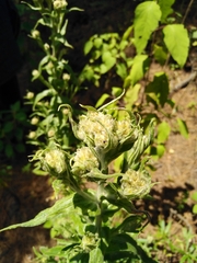 Pseudognaphalium oxyphyllum