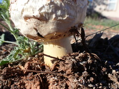 Agaricus evertens