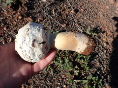 Agaricus evertens