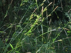 Carex laevigata