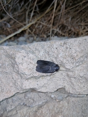 Polyphaga aegyptiaca