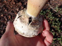 Agaricus evertens