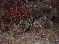 Parablennius incognitus