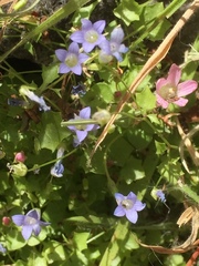 Hesperocodon hederaceus