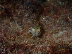 Parablennius incognitus