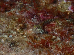 Parablennius incognitus