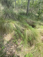 Muhlenbergia macroura