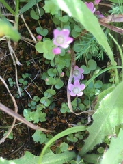 Lysimachia tenella