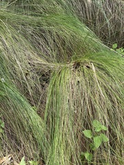 Muhlenbergia macroura