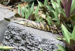 Tiliqua scincoides