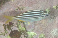 Atypichthys strigatus