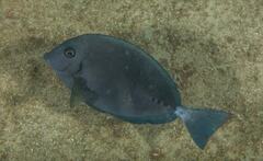 Prionurus microlepidotus