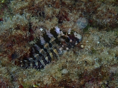 Parablennius gattorugine