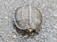 Melanochelys trijuga
