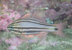 Ostorhinchus limenus