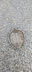 Melanochelys trijuga