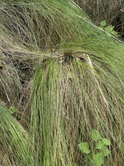 Muhlenbergia macroura
