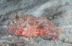 Scorpaena jacksoniensis