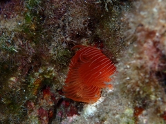 Protula tubularia