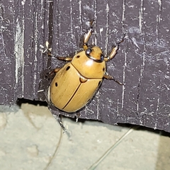 Pelidnota punctata