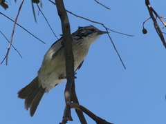 Plectorhyncha lanceolata