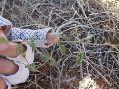 Kallstroemia parviflora