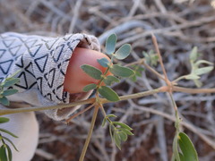 Kallstroemia parviflora