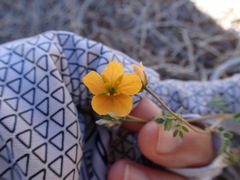 Kallstroemia parviflora