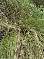 Muhlenbergia macroura