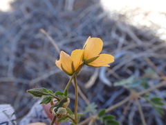 Kallstroemia parviflora