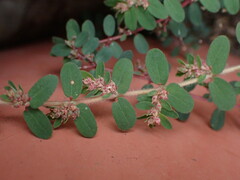 Euphorbia thymifolia