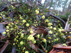 Acacia aculeatissima