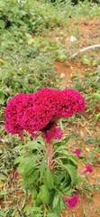 Celosia