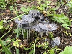 Coprinopsis atramentaria