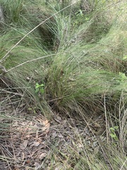 Muhlenbergia macroura