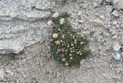 Erigeron vagus