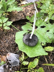 Coprinopsis atramentaria