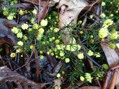 Acacia aculeatissima