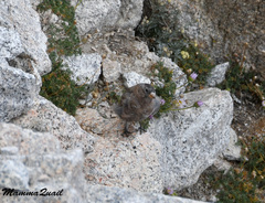 Leucosticte tephrocotis
