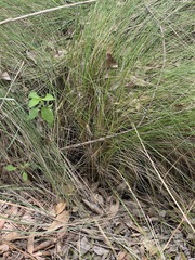 Muhlenbergia macroura