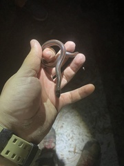 Farancia erytrogramma