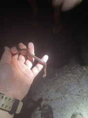 Farancia erytrogramma