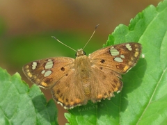 Coladenia indrani
