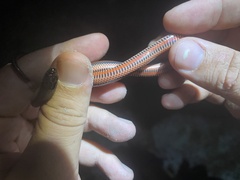 Farancia erytrogramma