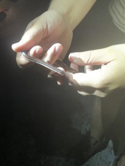 Farancia erytrogramma