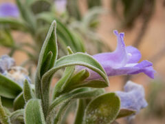 Eremophila