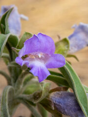 Eremophila