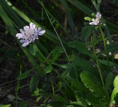 Sixalix atropurpurea